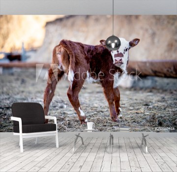 Picture of calf on the farm 